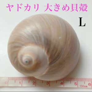 特大より大きめサイズ 【L】ヤドカリ 宿替え お引越し 貝殻 かいがら