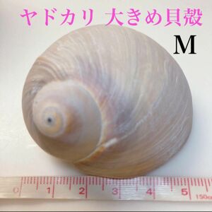 特大より大きめサイズ 【M】ヤドカリ 宿替え お引越し 貝殻 かいがら