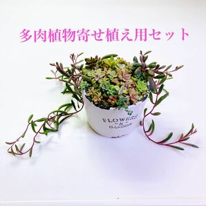  たっぷりもりもり多肉植物 寄せ植え用苗セット カット苗