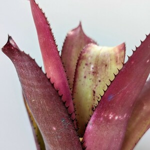 【良型】ビルベルギア アラカイ x タイタニックBillbergia Alaka'i x Billbergia Titanic タンクブロメリア