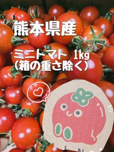 【完熟つやつや！】 熊本県産 ミニトマト1kg