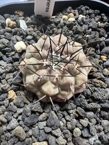 黒王丸 実生 Copiapoa サボテン 