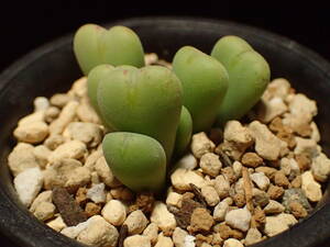 コノフィツム　プベルルム　Ｃonophytum meyeri "puberulum" VD5594