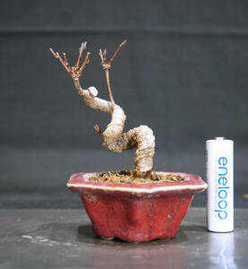  maple mini bonsai depth 8cm width 7cm height 10cm