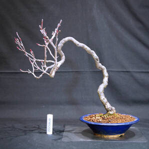 西洋鎌柄 ( 鎌柄 / セイヨウカマツカ / カマツカ ) 盆栽 奥行22cm 横幅31cm 高さ29cm (店舗受け取り不可)