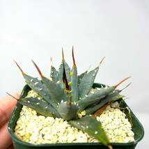 ★Agave uthaensis var. nevadensis★アガベ ユタエンシス ネバデンシス★実生株★_画像7