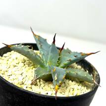 ★Agave uthaensis var. nevadensis★アガベ ユタエンシス ネバデンシス★実生株★_画像4