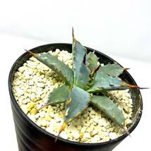 ★Agave uthaensis var. nevadensis★アガベ ユタエンシス ネバデンシス★実生株★_画像3