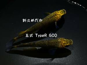 五式 TypeR GOD 有精卵35個＋α【新久めだか】(メダカ 卵 本家血統 検索用→竜章鳳姿 乙姫)