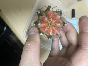 サボテン　多肉植物 牡丹錦 開花 強刺　大株 DY5