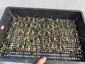 A-27アガベ【特選】 多肉植物 チタノタ 凱撒 SUPER CAESAR’ シーザー 強棘 極上子株 75株