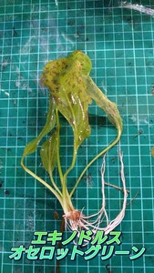  Echinodorus oze Rod green half underwater leaf image actual article or goods stock 