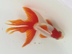 福嘉金魚 動画あり！ 評価700CP！ 上物 更紗琉金 将来楽しみな可愛い金魚 飯田産 約7～8センチ ２歳 現物 １匹 SR-10 ⑫-1 金魚 滋賀