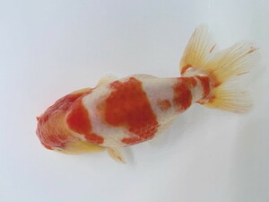  luck . goldfish animation equipped! spring festival! this year parent .! Sakura . male * quality goods Kato production pattern highest big beautiful pattern approximately 13~14 centimeter 3 -years old actual article or goods BSNR-1 golgfish 