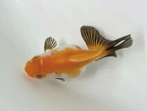 福嘉金魚 動画あり！ オランダハーフムーン 将来楽しみな可愛い金魚 後藤産 約6～8センチ ２歳 現物 １匹 HM-7 ①-1 金魚 滋賀_画像4