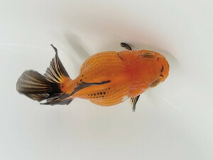 福嘉金魚 動画あり！ オランダハーフムーン 将来楽しみな可愛い金魚 後藤産 約6～8センチ ２歳 現物 １匹 HM-14 ①-1 金魚 滋賀