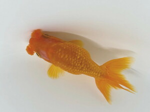 Есть видео с золотой рыбкой Fukuga! Новый год CP! Сараса Суй, Акасукацу Ханафуса Мураз, лучшая! Симпатичная золотая рыбка около 8-9 сантиметров 1 HR-2 ①-1 Shiga