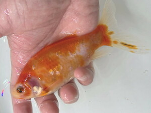 福嘉金魚 動画あり！ ブリストル朱文金 大きいサイズ！ 水槽のアクセントにカラフル金魚！ 約16センチ ２歳 現物 １匹 B-1 金魚 滋賀