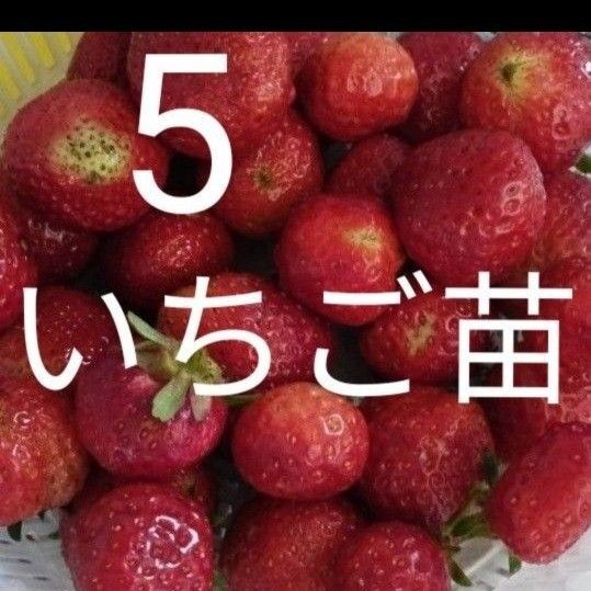 5苗 いちご苗