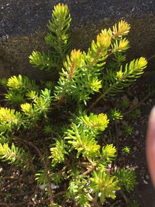 ☆多肉植物/アンジェリーナ*カット苗☆彡