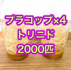 トリニドショウジョウバエ2000匹　【プラコップ500匹 ×4 空コップ・レパシー・木毛おまけつき】 飛ばない　フライトレス 翌日までに発送