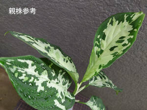 アグラオネマ ホワイトアワン Aglaonema pictum Model-White Awan From Pulau Nias ANG-PF-00042 ANG便