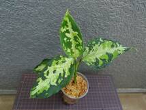 アグラオネマ ニルヴァーシュ Aglaonema pictum Tricolor NIRVASH Pulau Nias AZ便_画像2