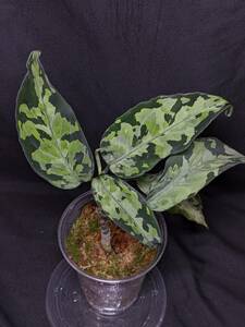 ◆Aglaonema pictum from Aceh Sumatera ピクタム トリカラー◆良マルチカラー2