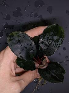 ◆Bucephalandra sp. Mukok Black 水上株 ブセファランドラ◆