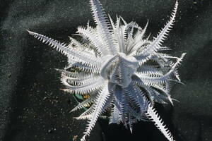 Amazonico★★★★Dyckia 'Cassandra' × 'Nagas'★★★★★ブロメリア ディッキア