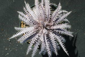 Amazonico★★★★Dyckia 'BS' × 'Island Empire'★★★★★ブロメリア ディッキア