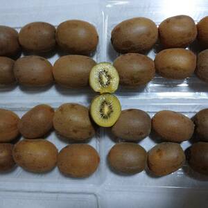 無農薬　超特価　特大　ゴールドキウイフルーツ　１セツト（4パツク）
