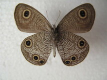 国内産蝶標本　ウラナミジャノメ　香川県　坂出市　採集品　オス２　_画像3