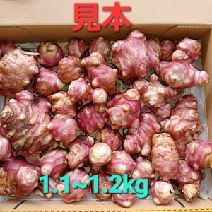 紫菊芋 　大小　食用&種芋　無農薬