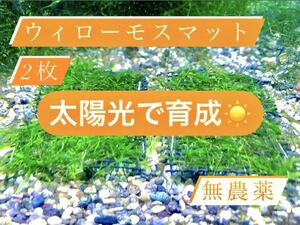 超特大巻きたてウィローモスマット2倍サイズ 2枚