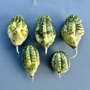 SS1 ヨーロッパ入力 ユーフォルビア オベサブロウ Euphorbia obesa錦 虎の斑紋錦 鮮明極上錦 極上斑入り 厳選極上美株 5株