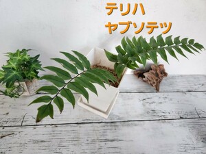 テリハヤブソテツ　シダ植物　観葉植物　ガーデニング　パルダリウム　苔　盆栽　シェードガーデン　羊歯　山野草　ビバリウム