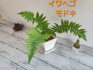 イワヘゴモドキ　シダ植物　観葉植物　ガーデニング　パルダリウム　苔　盆栽　シェードガーデン　羊歯　山野草　ビバリウム