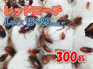 レッドローチ L サイズ 15～20mm 300匹 紙袋配送 生餌 爬虫類 両生類 肉食熱帯魚 生体 アクアリウム エサ 活餌 [3080:gopwx2]