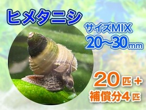 [送料無料] ヒメタニシ 成体 20～30mm 20匹＋補償分4匹 合計24匹 観賞 飼育 コケ対策 残エサ処理 生餌 甲殻類 [3119:gopwx2]