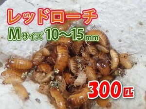 レッドローチ M サイズ 10～15mm 300匹 紙袋配送 生餌 爬虫類 両生類 肉食熱帯魚 生体 アクアリウム エサ 活餌 [3075:gopwx]