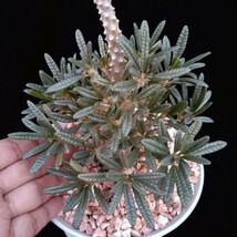 ドルステニア　ギガス　ブラータ　【Dorstenia gigas f. bullata】 　サボテン　多肉植物　挿し木_画像4