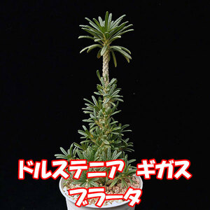 ドルステニア　ギガス　ブラータ　【Dorstenia gigas f. bullata】 　サボテン　多肉植物　挿し木