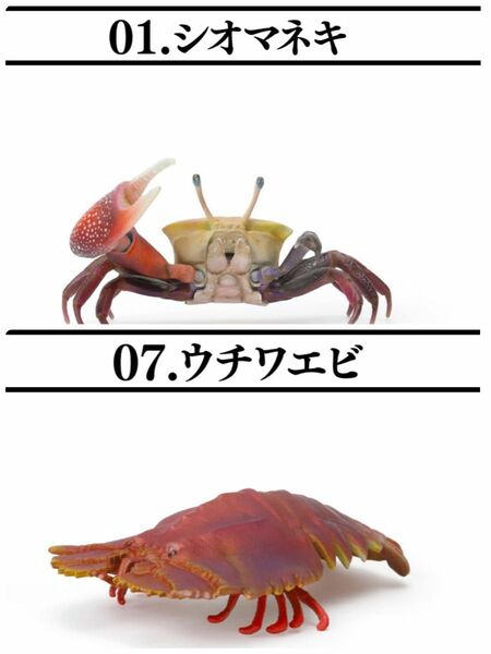 いきもの大図鑑ミニコレクション　甲殻類　シオマネキ　ウチワエビ　2種セット