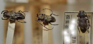 標本 104-54 稀少 福島県/奥日光産 Pterolophia granulata 3ex 現状特価