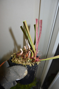 【食虫植物】　Sarracenia Adesugata 艶姿, 一正園