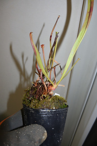 【食虫植物】　Sarracenia flava var. rugelii, Telogia, FL.(WS). Very large from, MK F140A