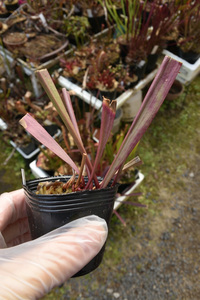 【食虫植物】　Sarracenia alata Deep Maroon Throat, ex Welham , CK