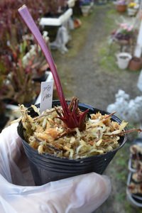 【食虫植物】　めったに出ないよッ！！ Sarracenia Unryu 雲竜