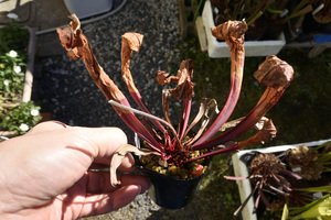 【食虫植物】　Sarracenia Hummer Hammerhead, MK H101